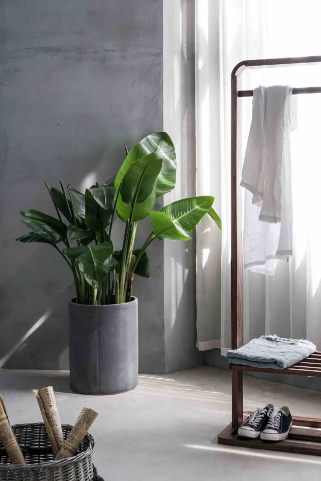 plants-shop-product-gallery-img-12 Bird of Paradise - Image 2